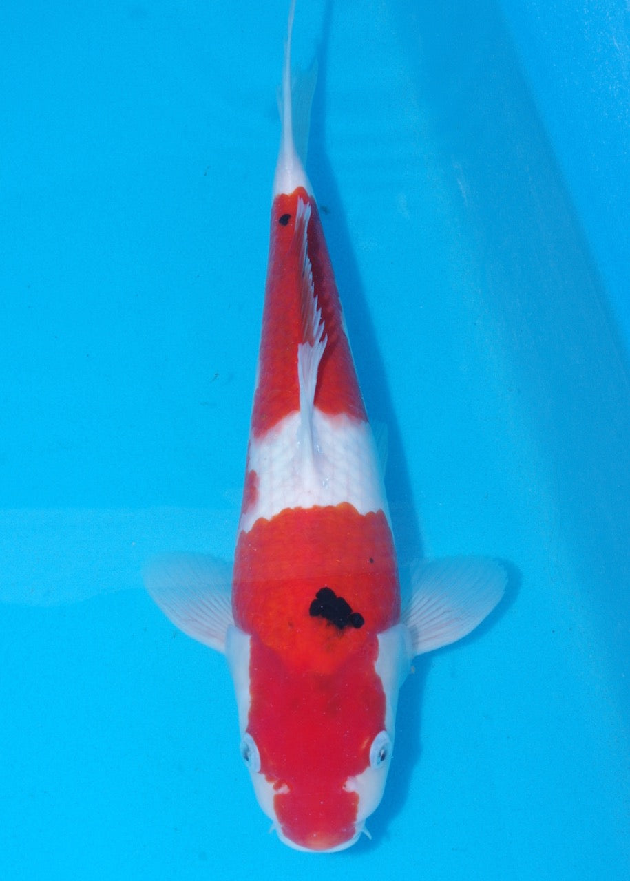 36cm Sanke (Marusei) REF SRL04 - M028