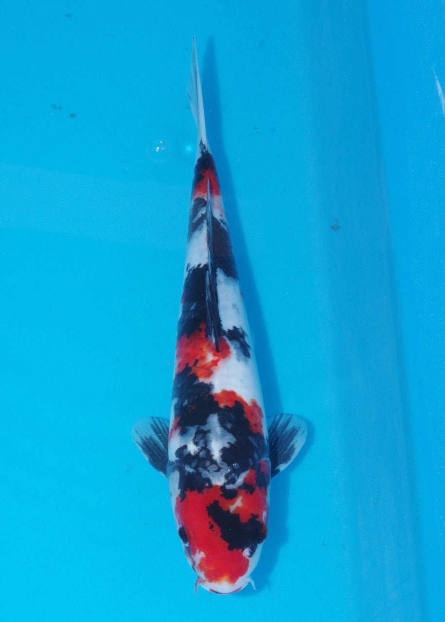 36cm Showa (Marusei) REF SRL04 - M029