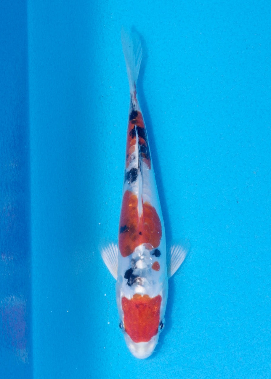 15cm Yamato Nishiki (Byer Koi Farm) REF SRR06 - A039