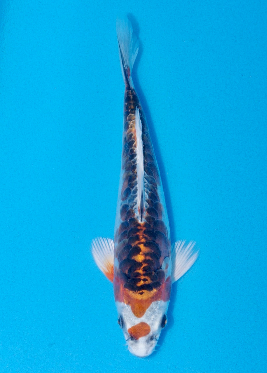 21cm Beni Kikokuryu (Byer Koi Farm) REF SRL06 - A043