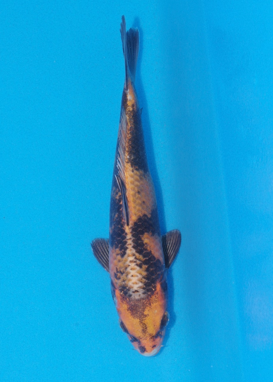 22cm Kin Ki Utsuri (Byer Koi Farm) REF SRL06 - A046