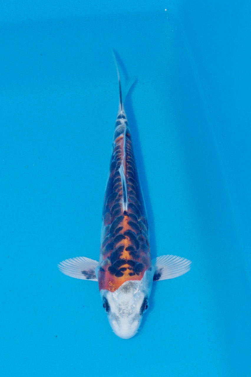 23cm Beni Kikokuryu (Byer Koi Farm) REF SRL06 - A049