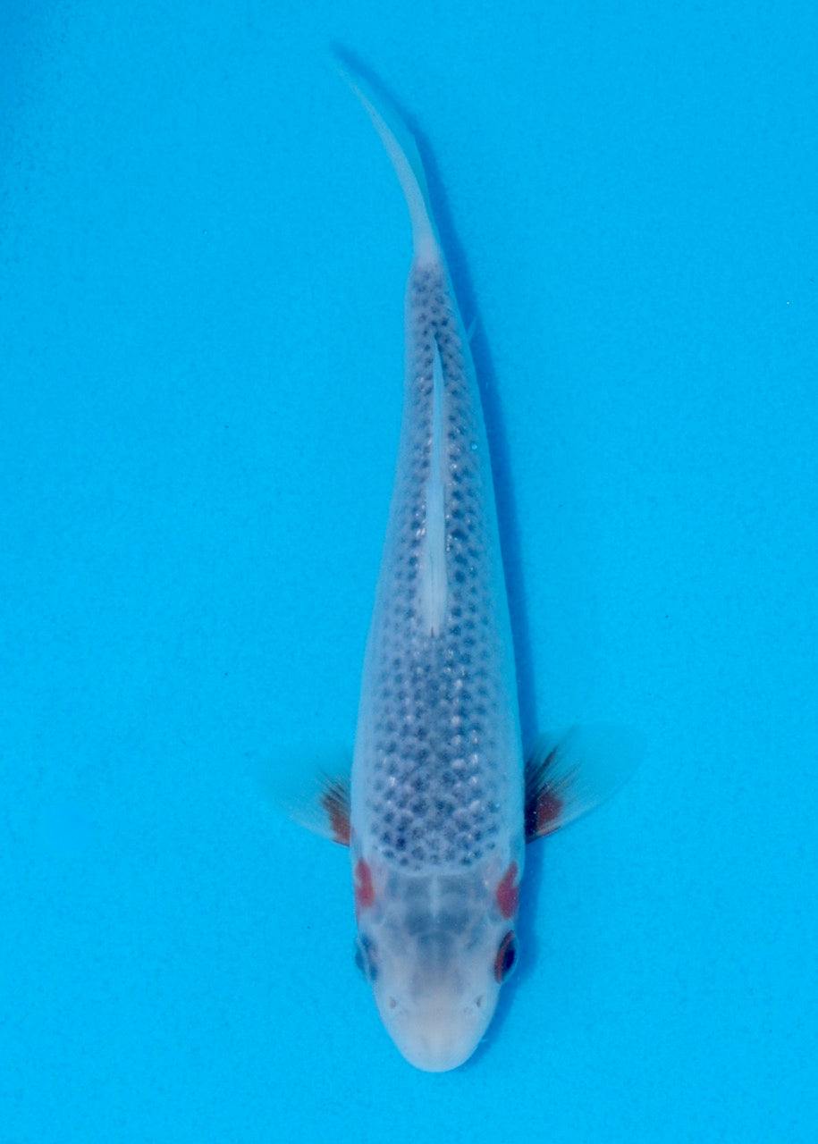 16cm Asagi (Byer Koi Farm) REF SRL06 - A054