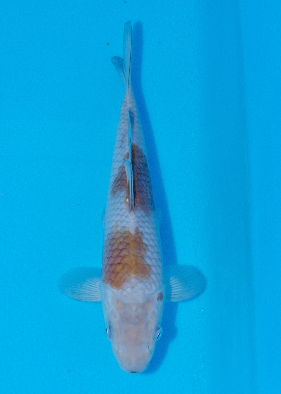 23cm Ochiba (Byer Koi Farm) REF SRR06 - A038