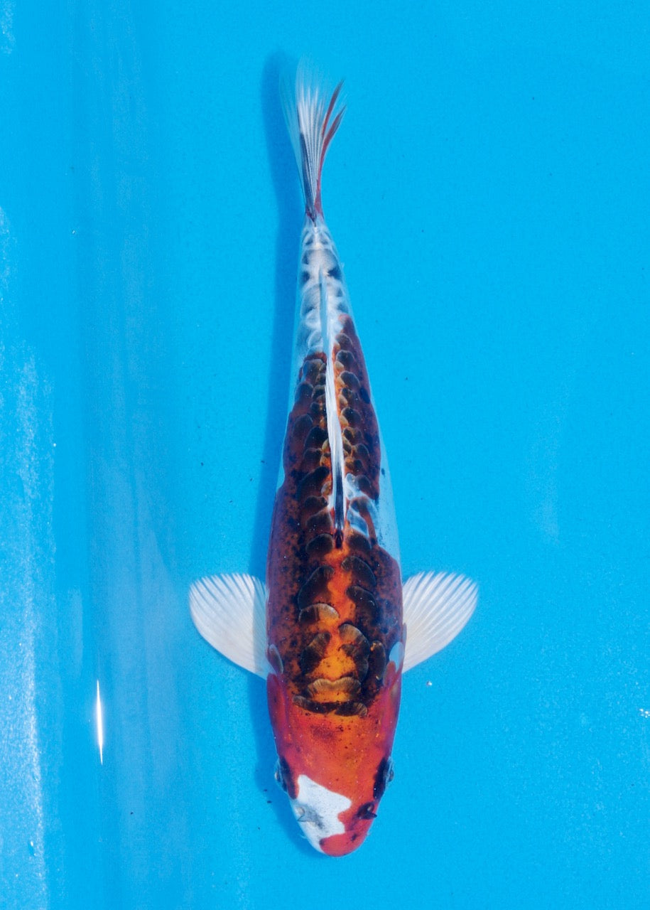 25cm Beni Kikokuryu (Byer Koi Farm) REF SRR06-M222