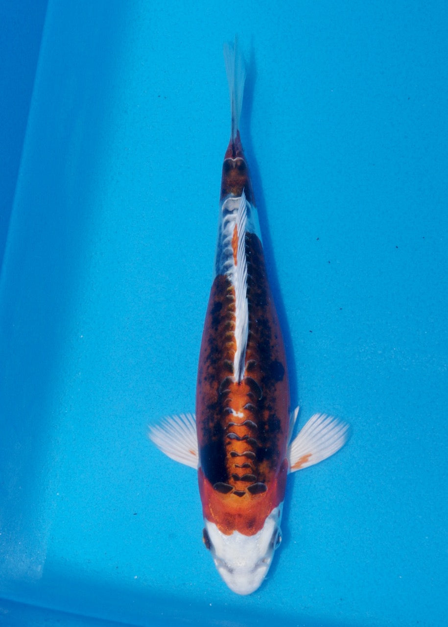 23cm Beni Kikokuryu (Byer Koi Farm) REF SRR06-M224