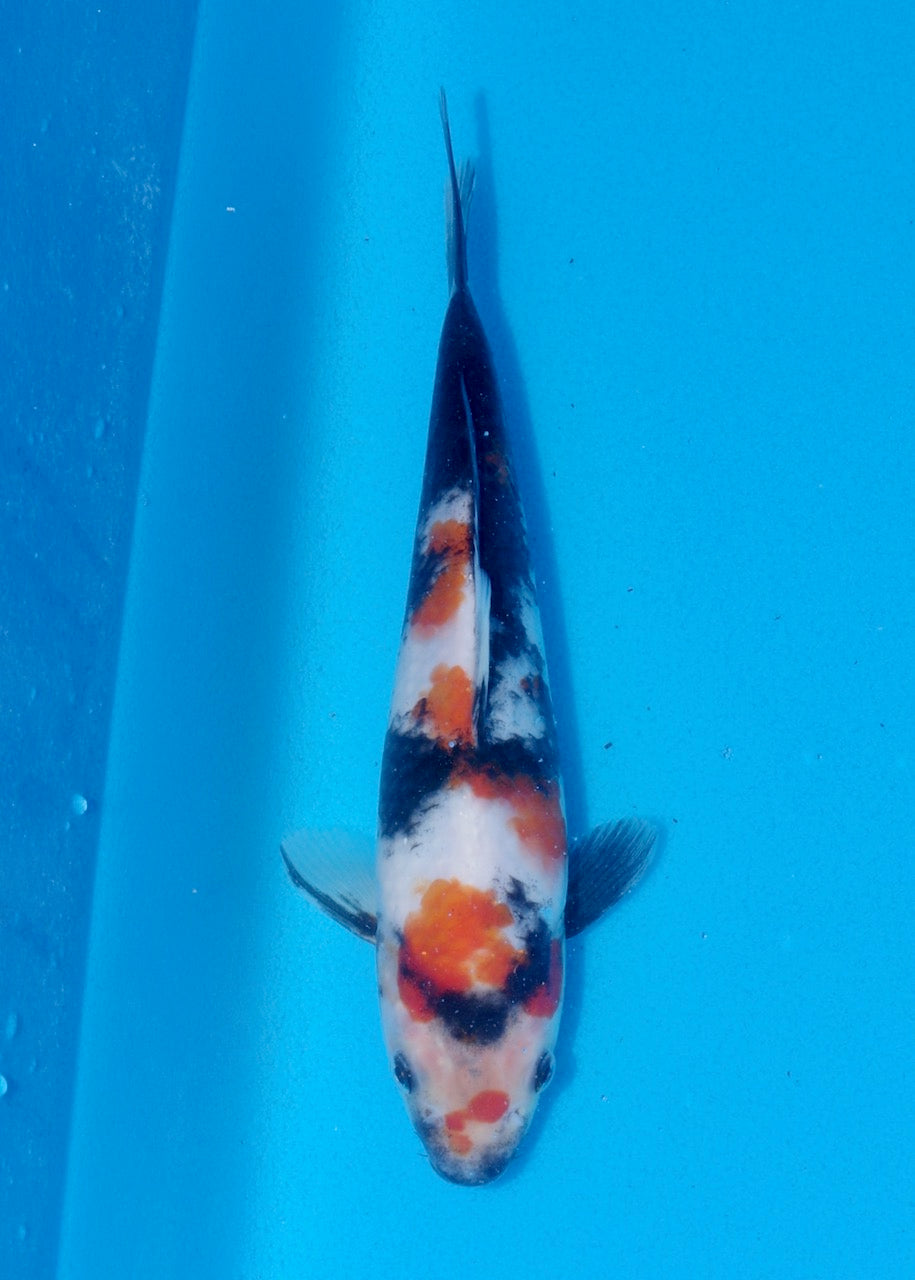 22cm Showa (Byer Koi Farm) REF SRR06-M225