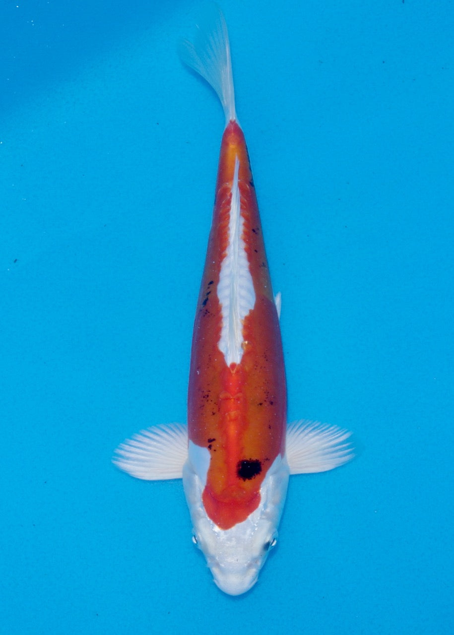 25cm Yamato Nishiki (Byer Koi Farm) REF SRR06-M226