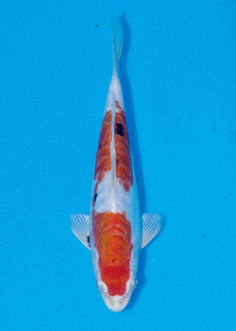 23cm Yamato Nishiki (Byer Koi Farm) REF SRR06-M229