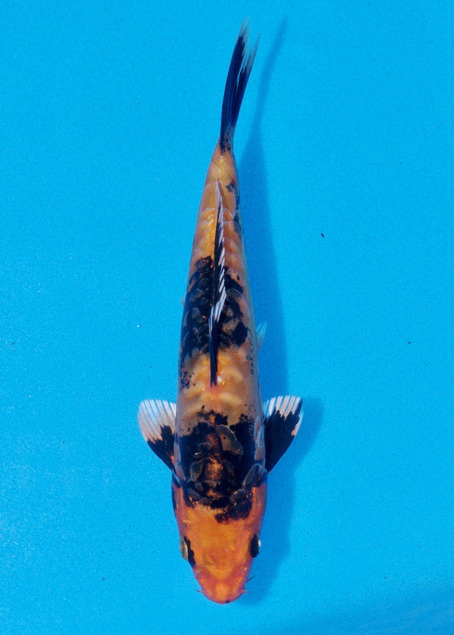 20cm Kin Yamakagashi (Byer Koi Farm) REF SRR06-M230
