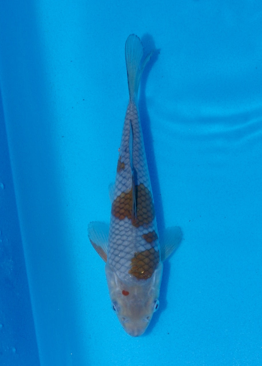 23cm Ochiba (Byer Koi Farm) REF SRL06-M231
