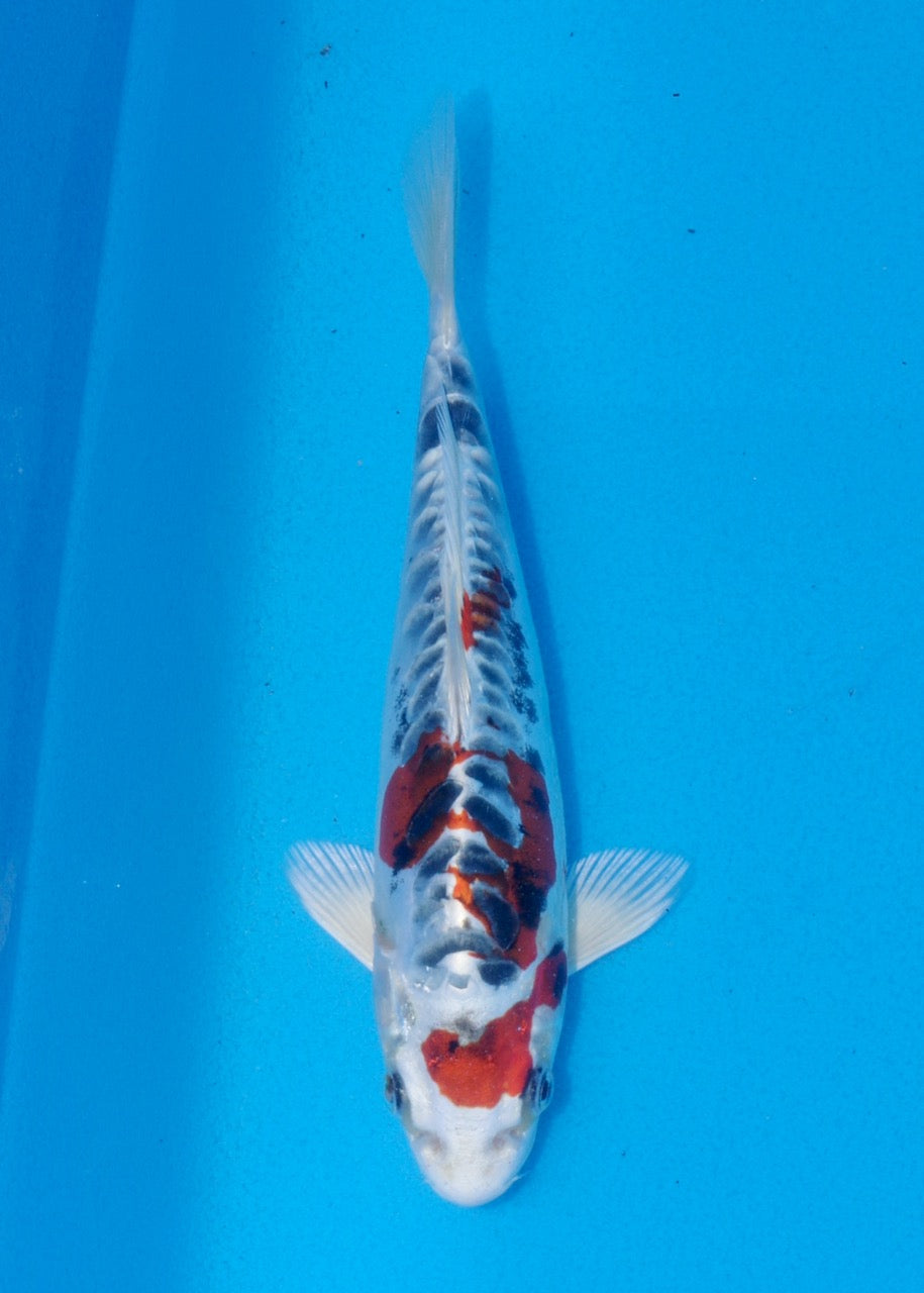20cm Beni Kikokuryu (Byer Koi Farm) REF SRL06-M232