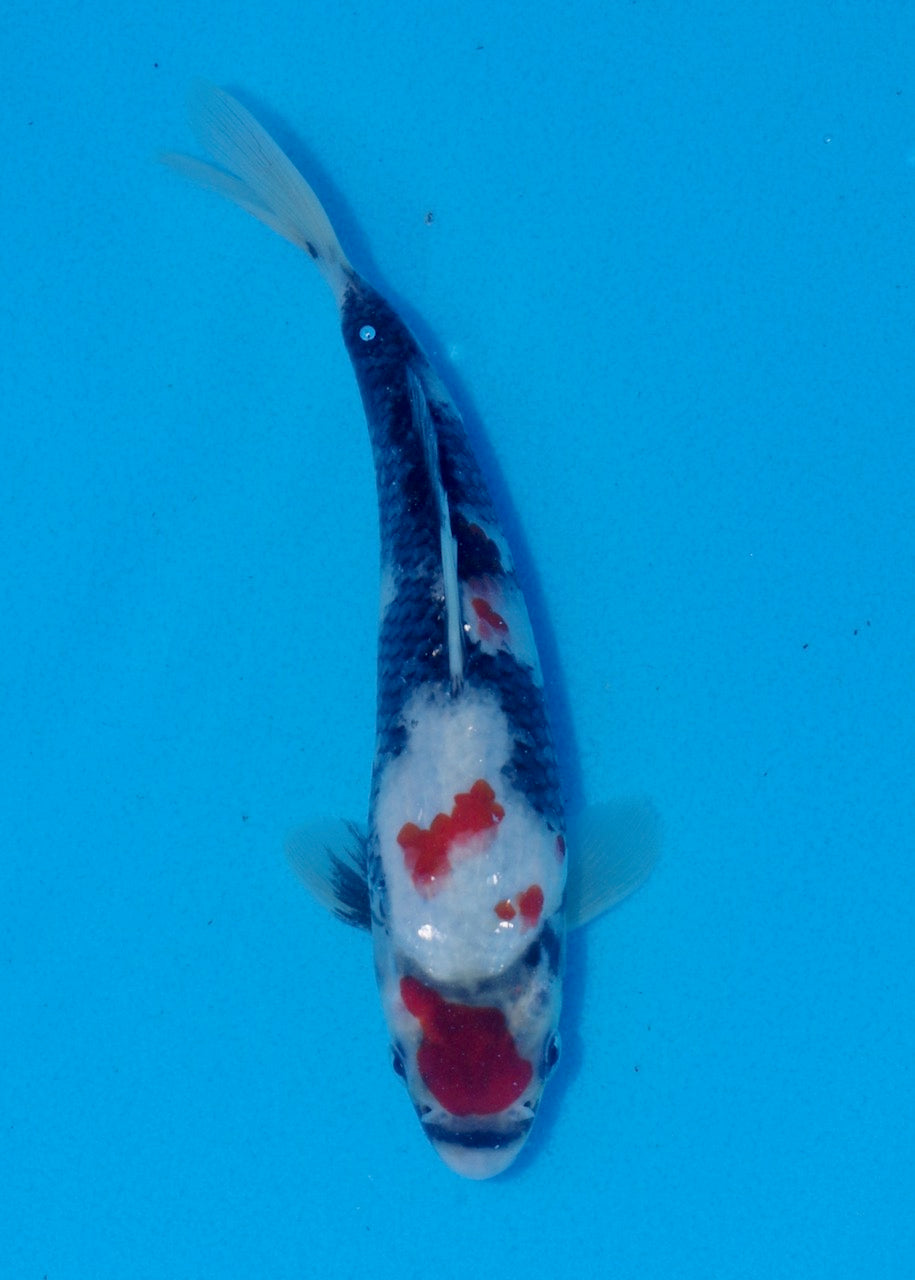 20cm Showa (Byer Koi Farm) REF SRL06-M233