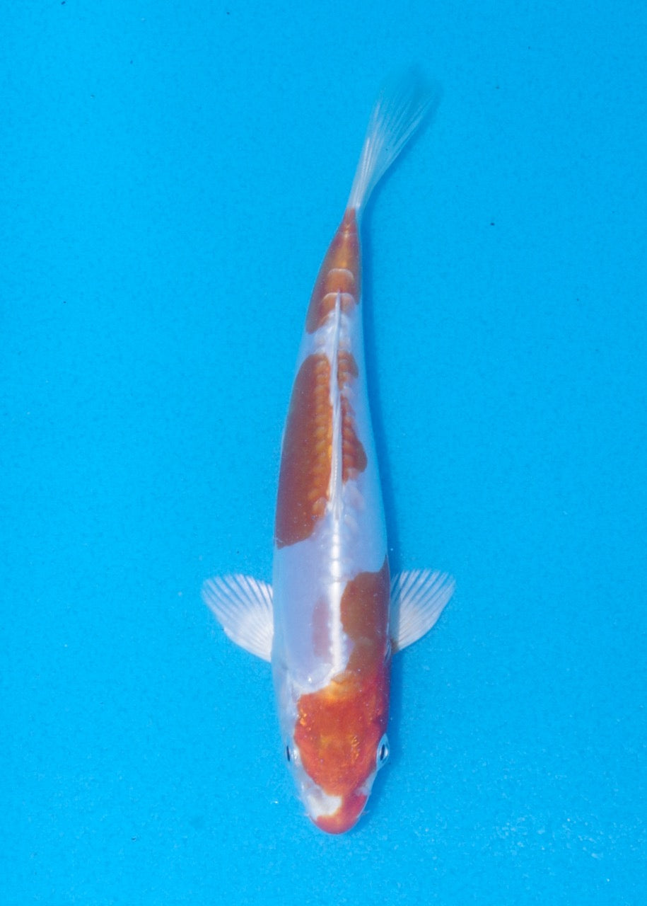 17cm kikisui (Byer Koi Farm) REF SRR06-M240