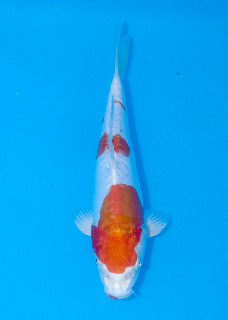 23cm Kikisui (Byer Koi Farm) REF SRR06-M214