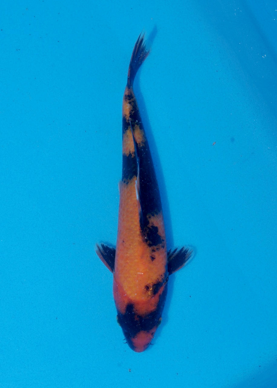 25cm Hi Utsuri (Byer Koi Farm) REF SRR06-M243