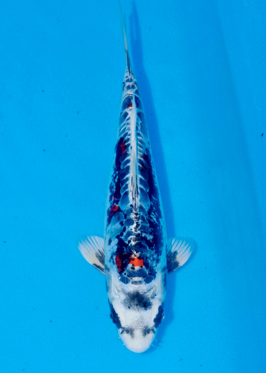 28cm Beni Kikokuryu (Byer Koi Farm) REF SRR06-M245