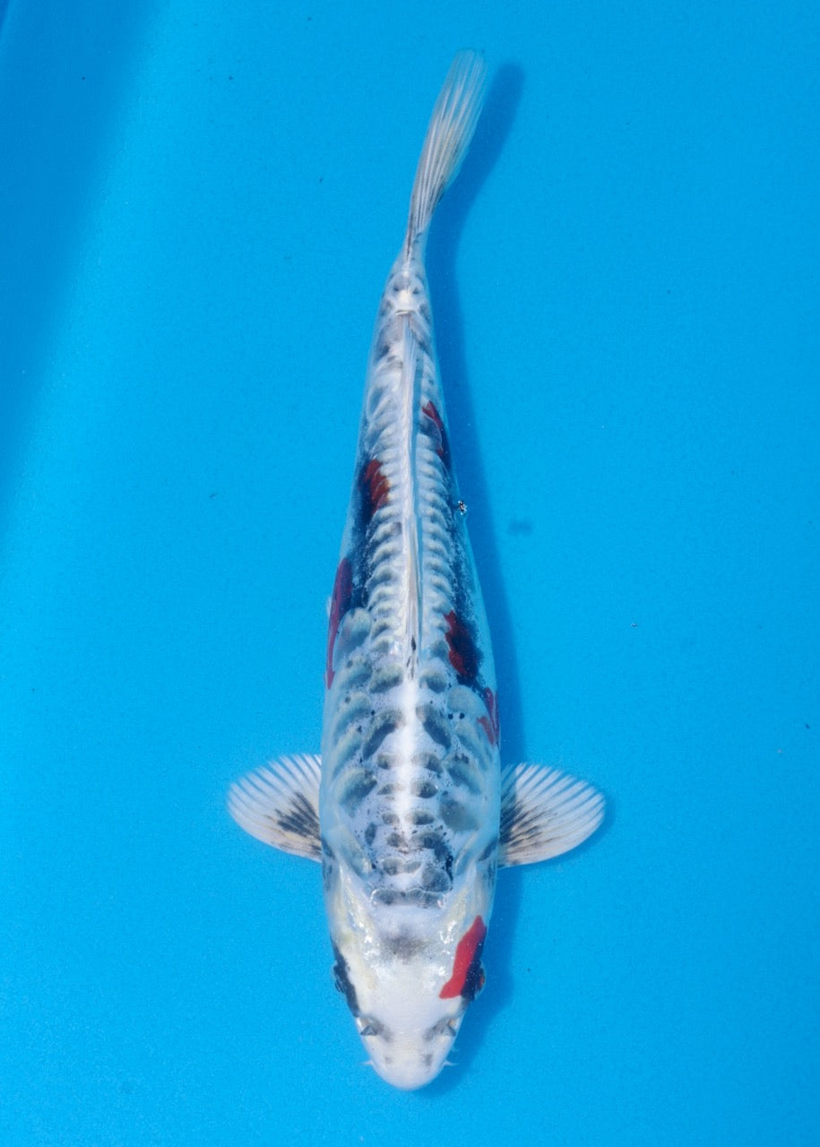 27cm Beni Kikokuryu (Byer Koi Farm) REF SRR06-M216