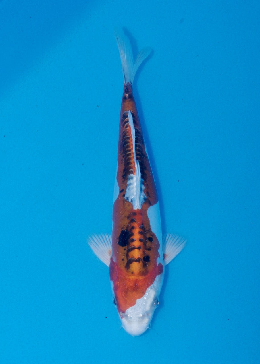 25cm Beni Kikokuryu (Byer Koi Farm) REF SRR06-M217