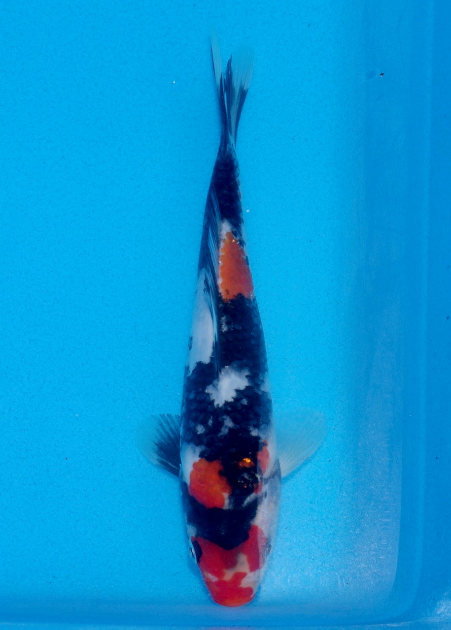20cm Showa (Byer Koi Farm) REF SRR06-M218
