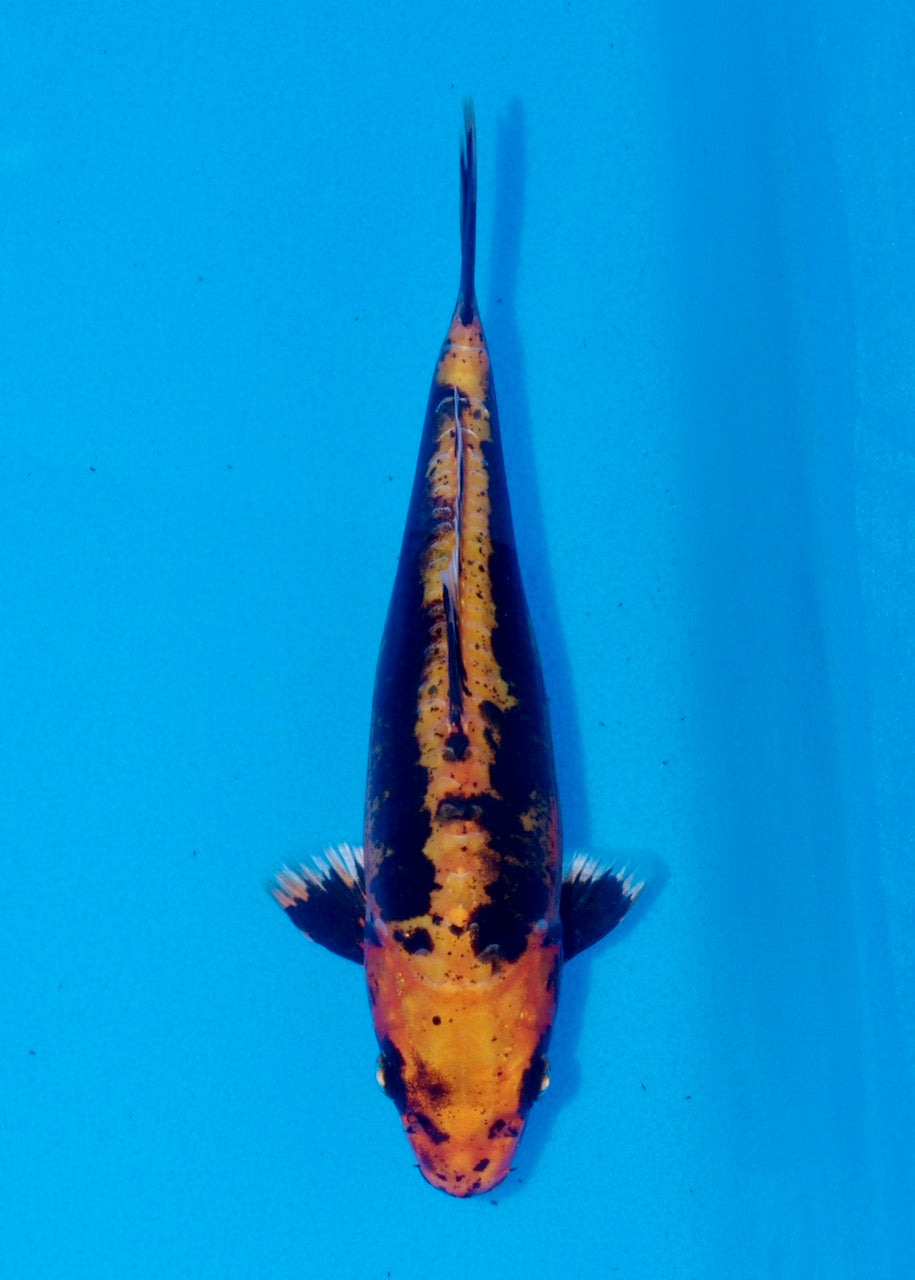 22cm Kin Yamakagashi (Byer Koi Farm) REF SRR06-M219