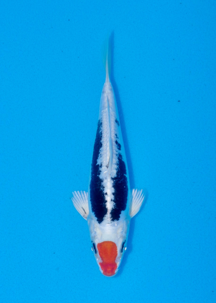 20cm Beni Kikokuryu (Byer Koi Farm) REF SRR06-M220