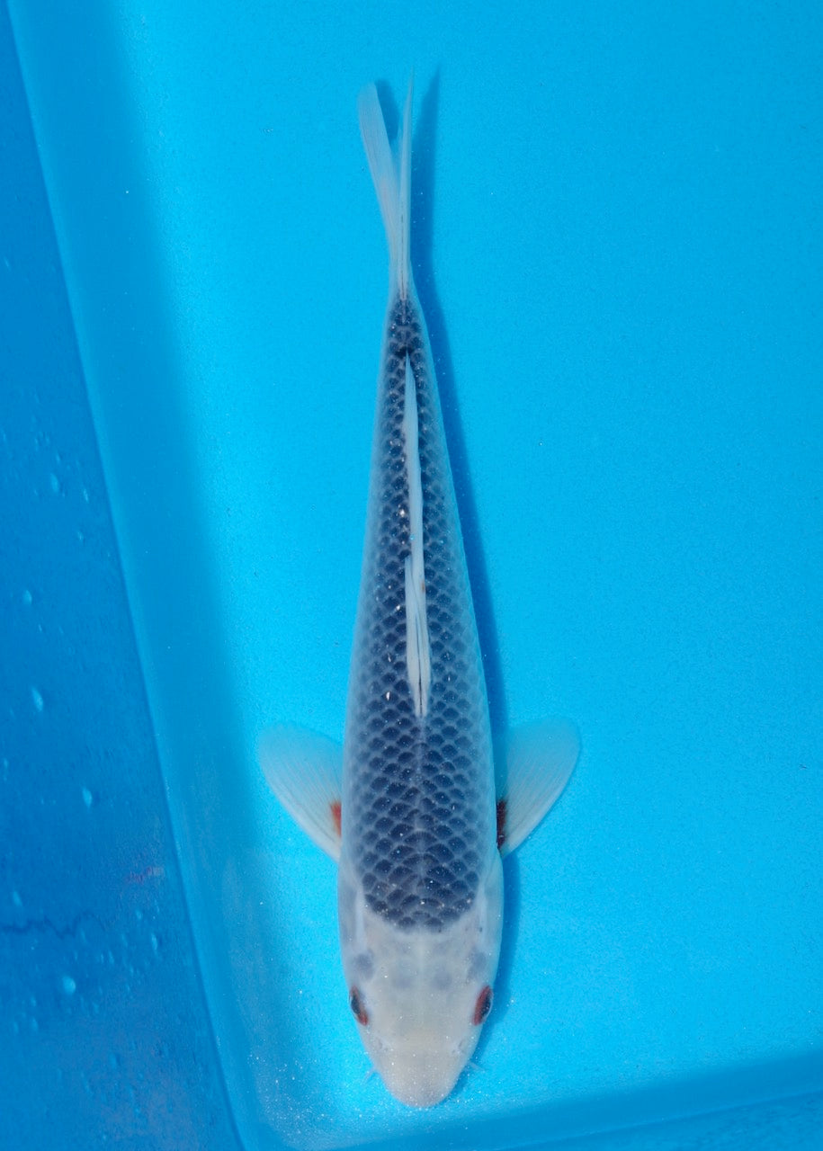 28cm Asagi (Byer Koi Farm) REF SRR05 - A011