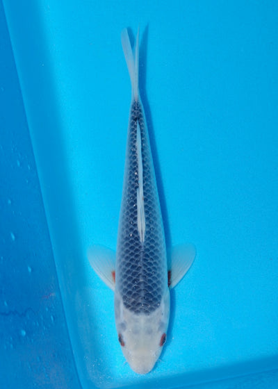 28cm Asagi (Byer Koi Farm) REF SRR05 - A011
