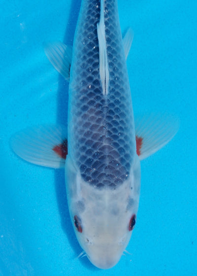 28cm Asagi (Byer Koi Farm) REF SRR05 - A011