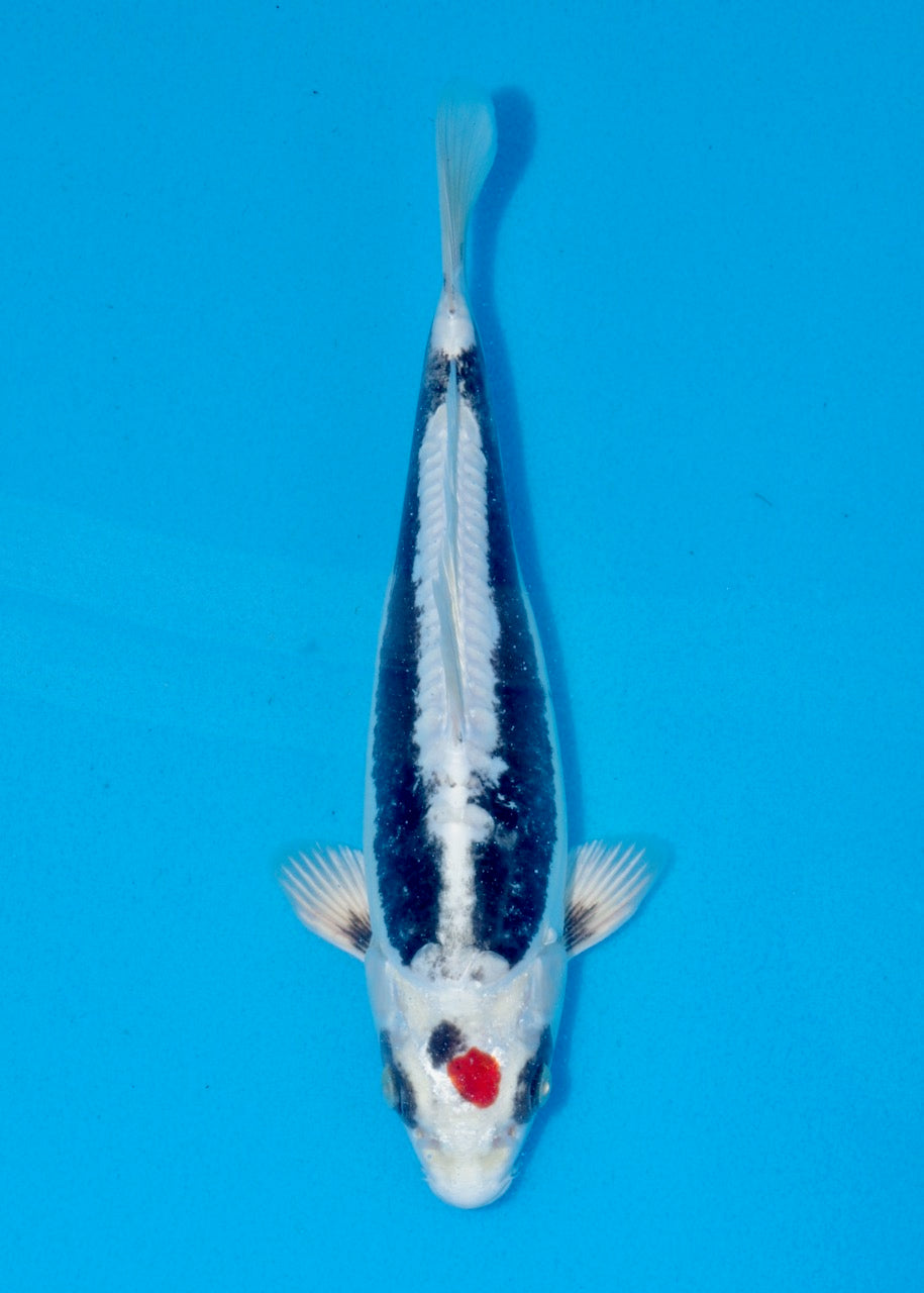 25cm Tancho Beni Kikokuryu (Byer Koi Farm) REF SRR05 - A012