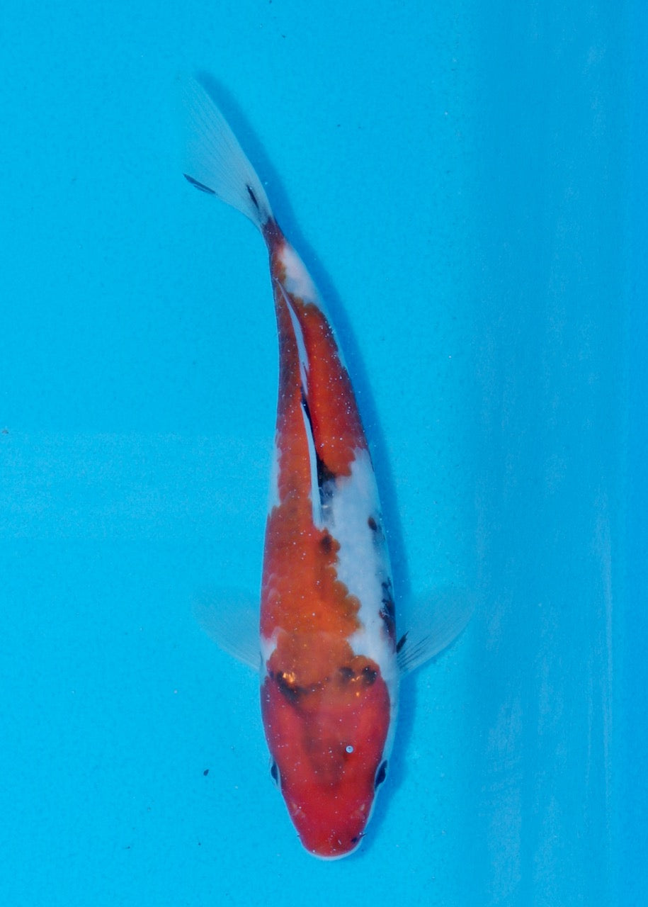 19cm Showa (Byer Koi Farm) REF SRL06 - A019