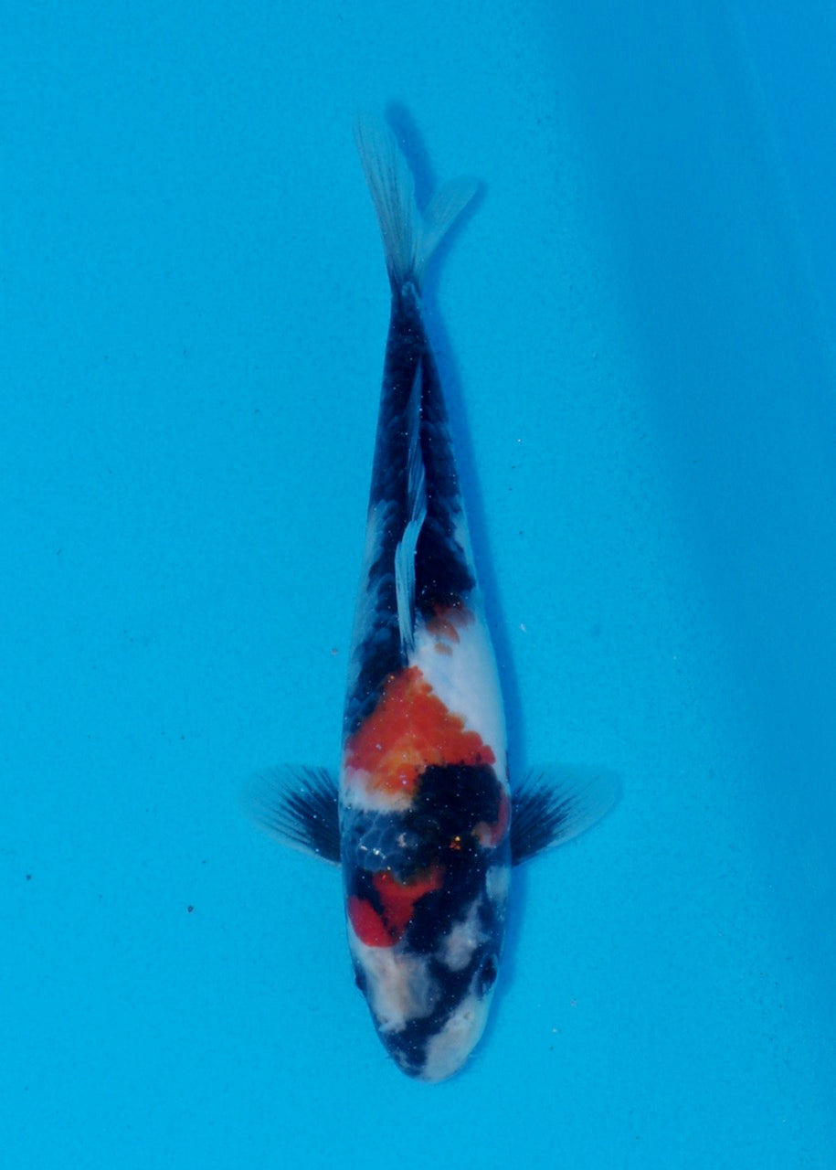 21cm Showa (Byer Koi Farm) REF SRL06 - A020