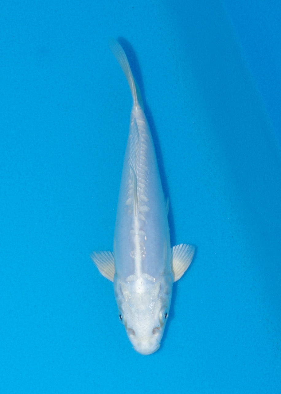20cm Doitsu Platinum Ogon (Byer Koi Farm) REF SRL06 - A022