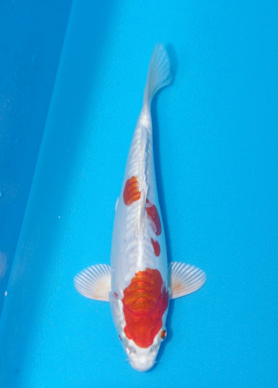 21cm Kikisui (Byer Koi Farm) REF SRL06 - A025