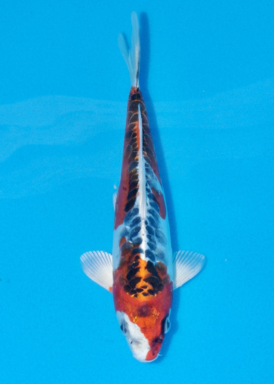 20cm Beni Kikokuryu (Byer Koi Farm) REF SRL06 - A027