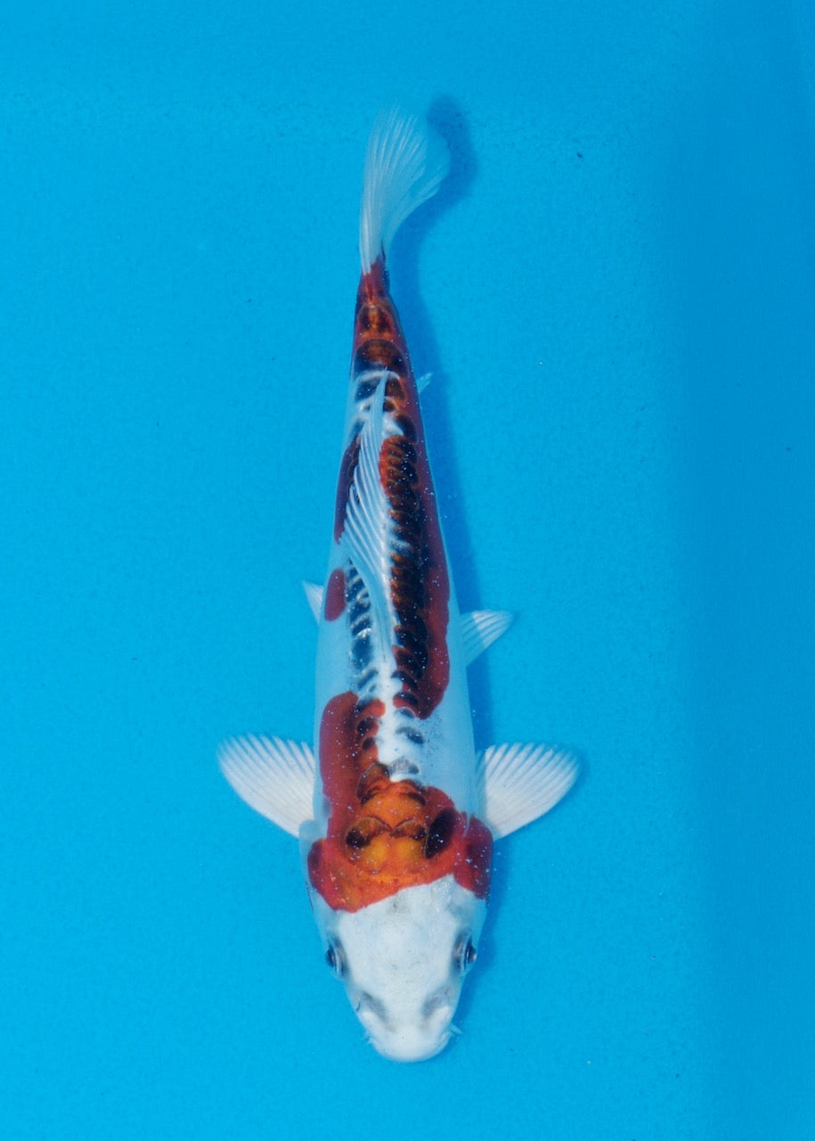 21cm Beni Kikokuryu (Byer Koi Farm) REF SRR05 - A003