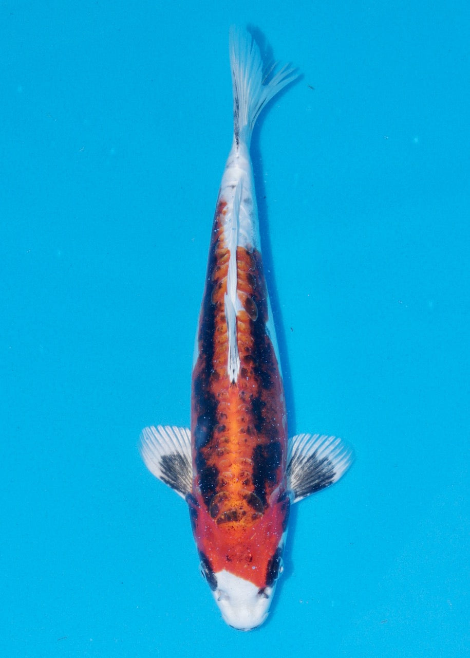 30cm Beni Kikokuryu (Byer Koi Farm) REF SRR05 - A009