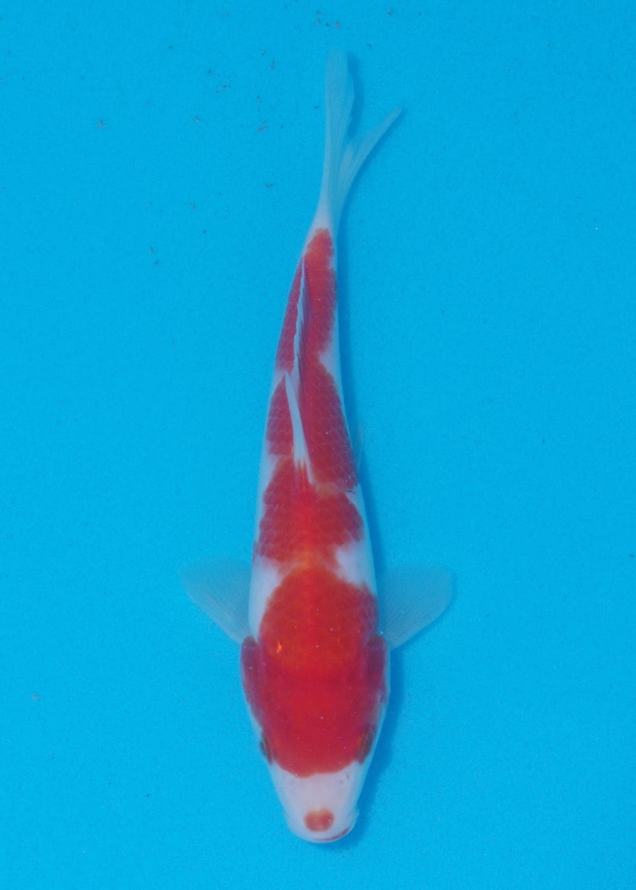 18cm Kohaku (Genjiro) REF SRR06 - M048