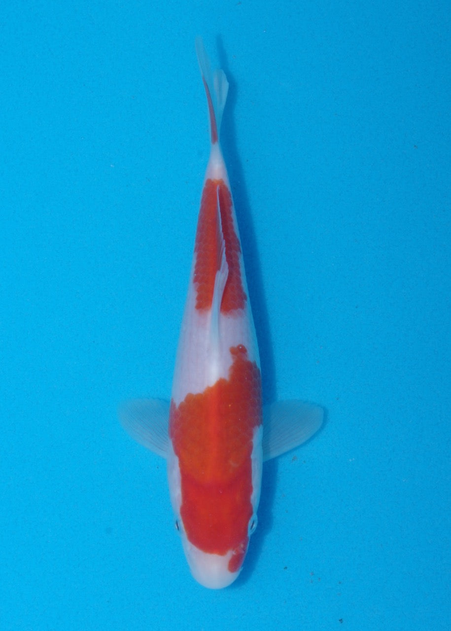 19cm Kohaku (Genjiro) REF SRR06 - M060