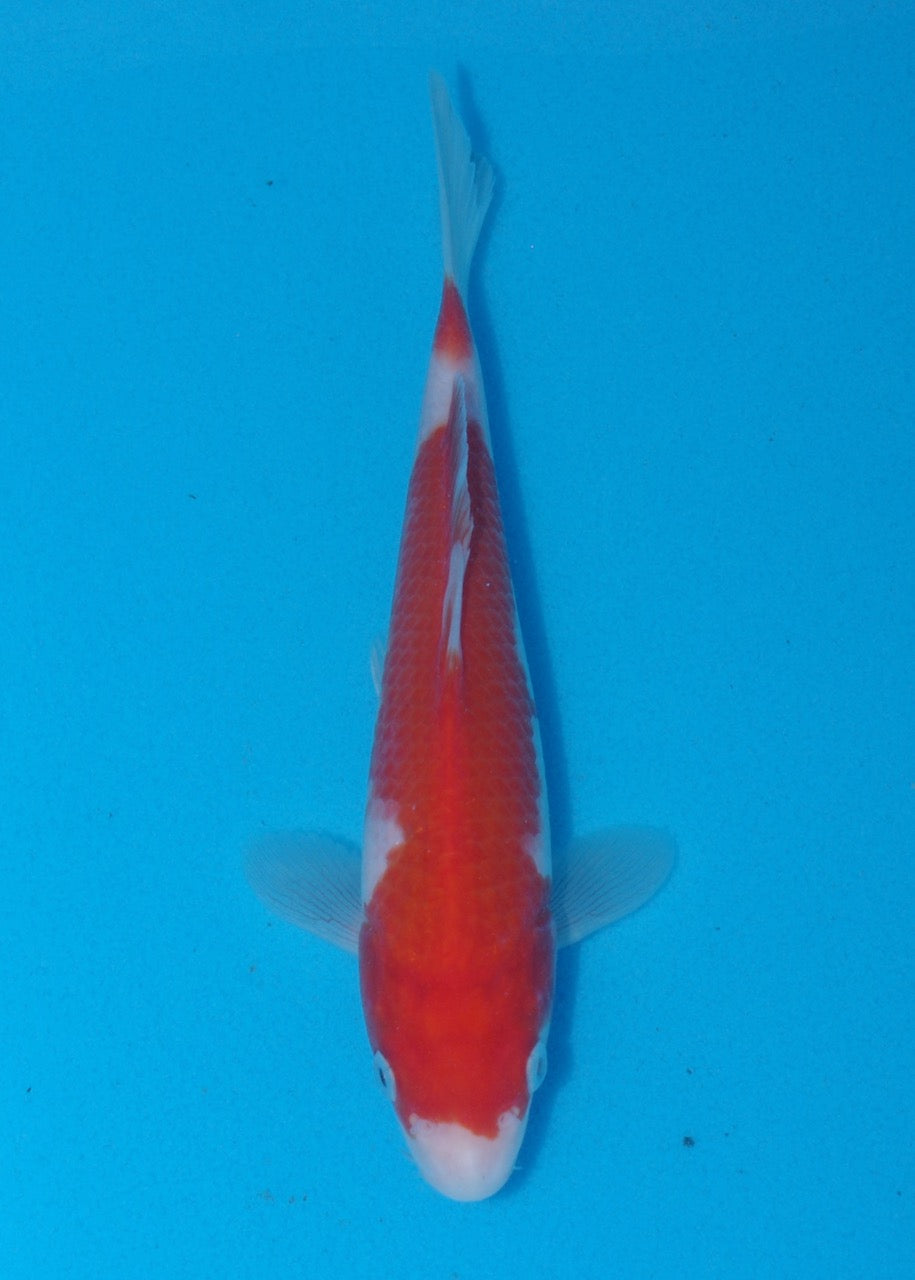 19cm Kohaku (Genjiro) REF SRR06 - M057