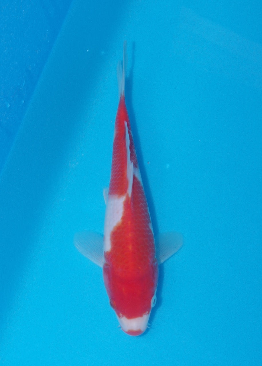 21cm Kohaku (Genjiro) REF SRR06 - M062