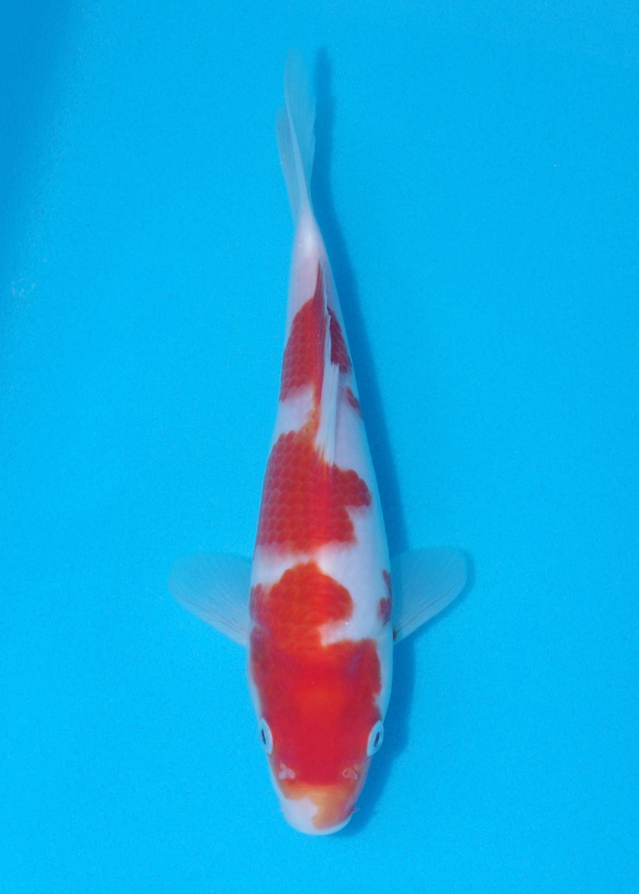 21cm Kohaku (Genjiro) REF SRR06 - M064