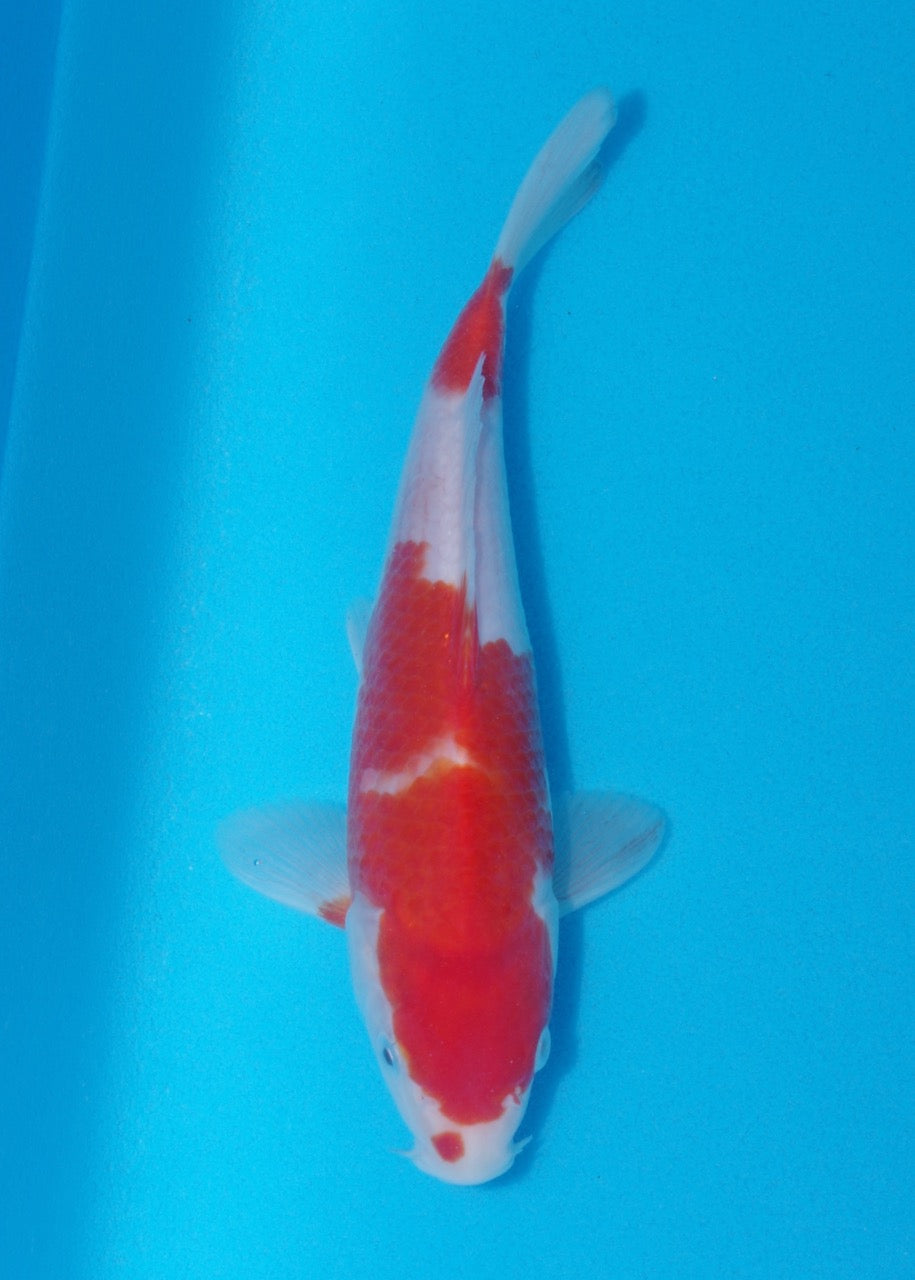 21cm Kohaku (Genjiro) REF SRR06 - M069