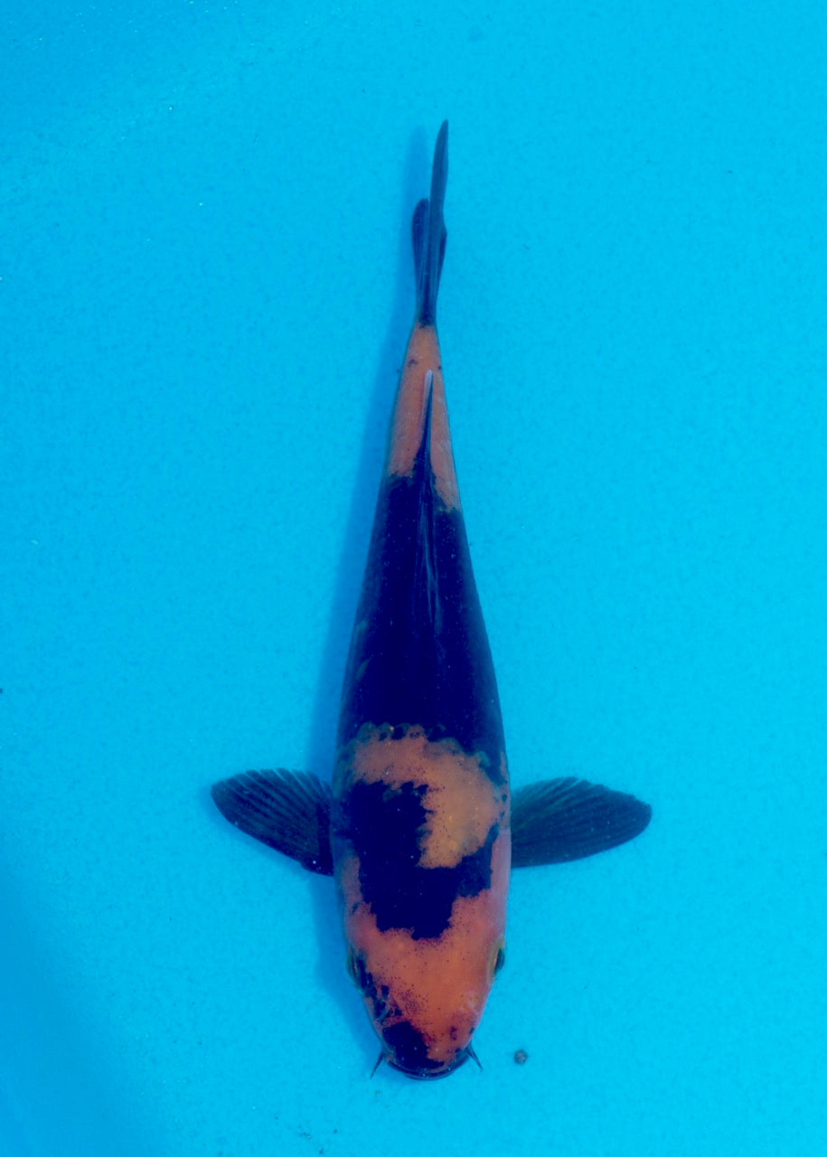 16cm Hi Utsuri (Shinoda) REF SRL05 - JE010