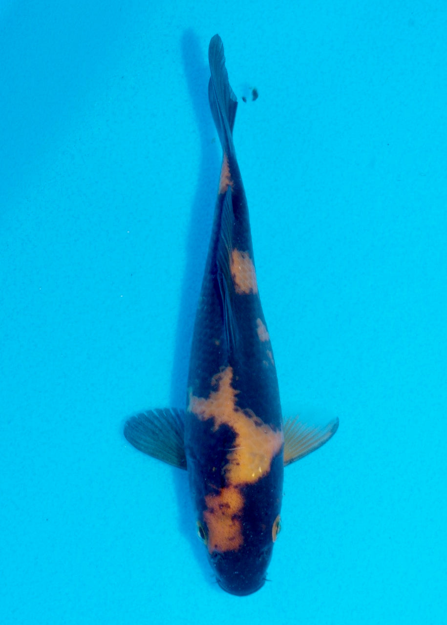 16cm Hi Utsuri (Shinoda) REF SRL05 - JE012