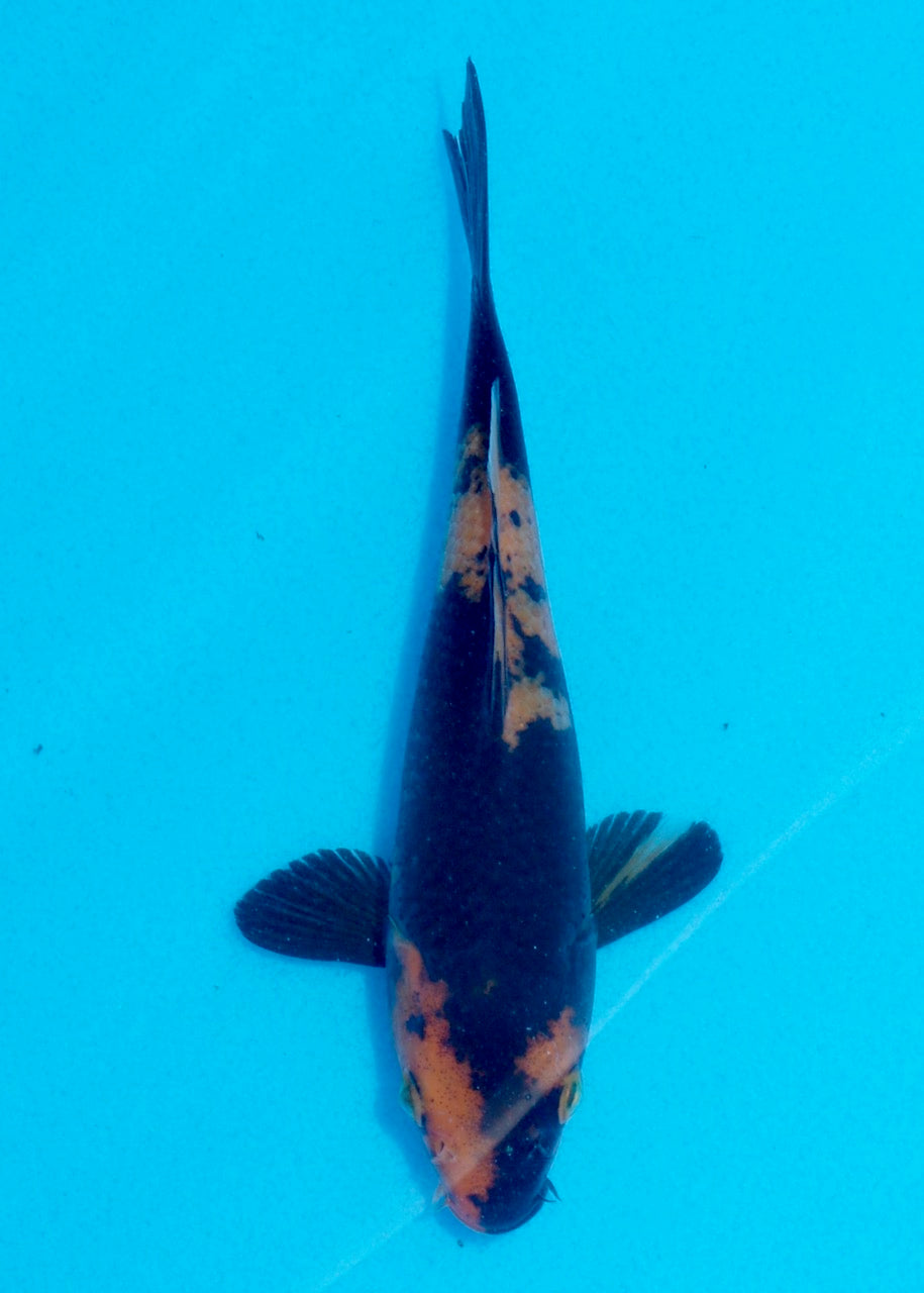 16cm Hi Utsuri (Shinoda) REF SRL05 - JE015
