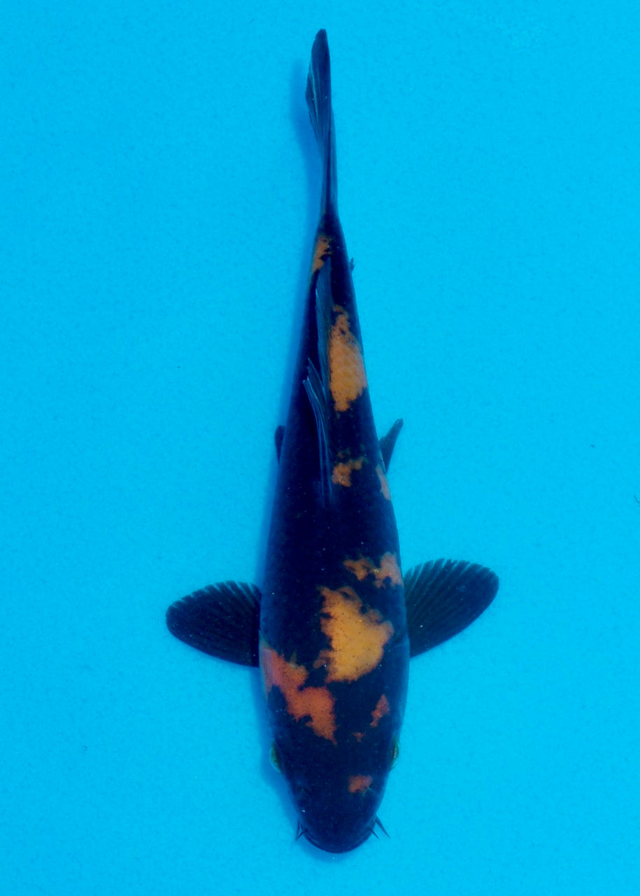16cm Hi Utsuri (Shinoda) REF SRL05 - JE016