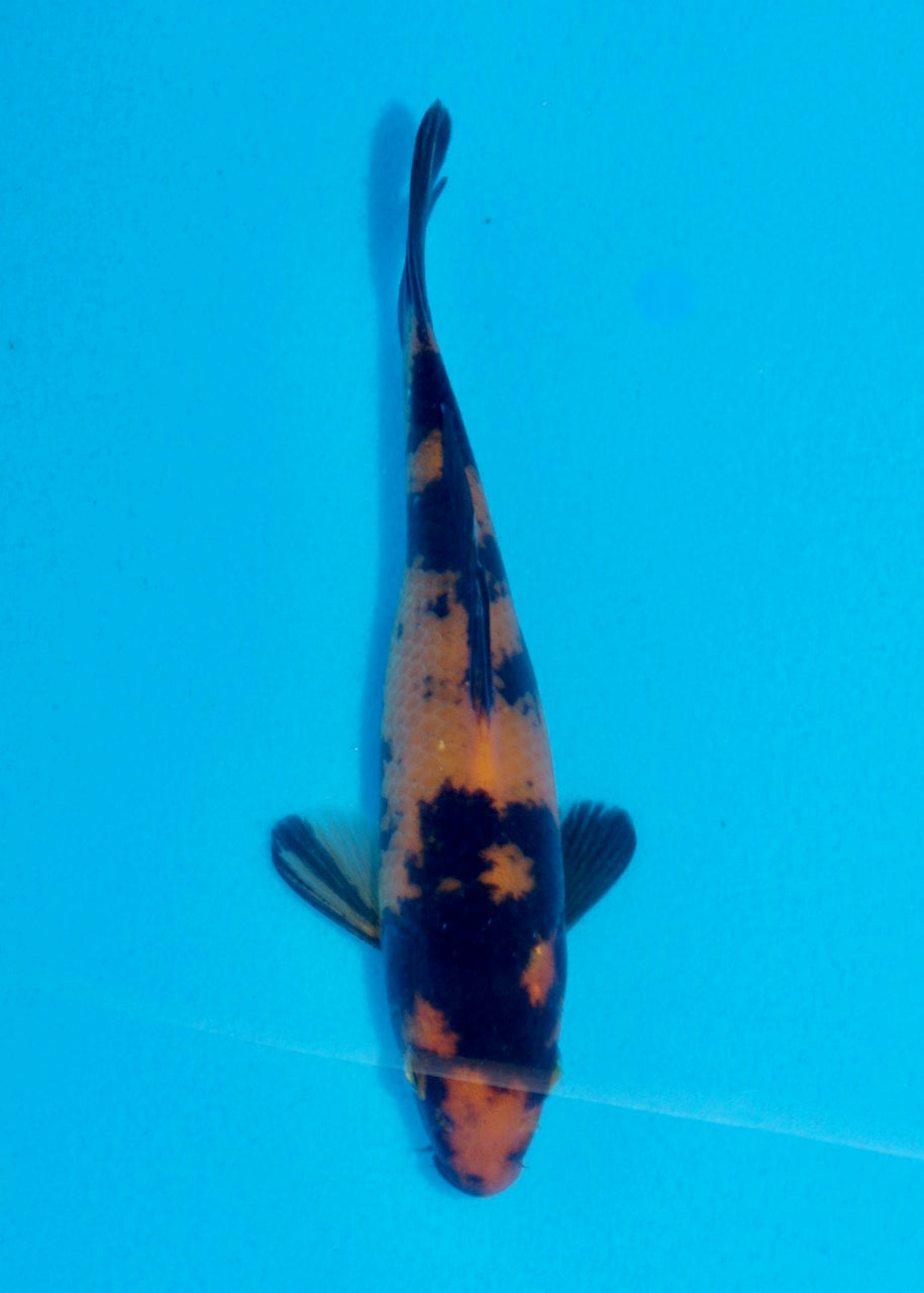 16cm Hi Utsuri (Shinoda) REF SRL05 - JE018