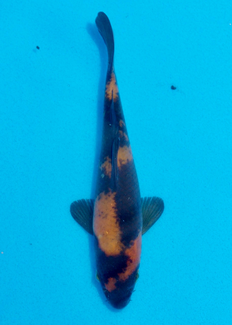 16cm Hi Utsuri (Shinoda) REF SRL05 - JE022