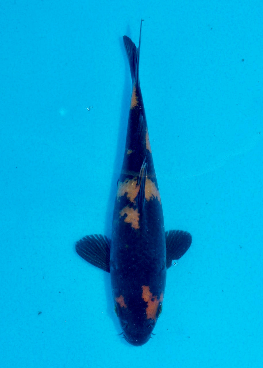 16cm Hi Utsuri (Shinoda) REF SRL05 - JE025